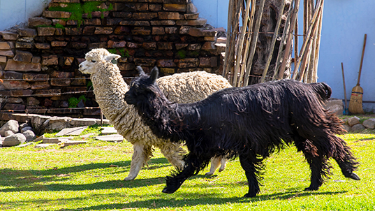 La superfibra de los Incas: la alpaca y su legado lleno de distinción
